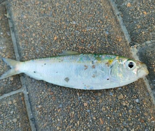 サッパの釣果