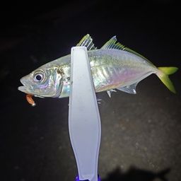 アジ