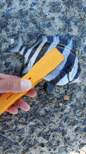 イシダイの釣果