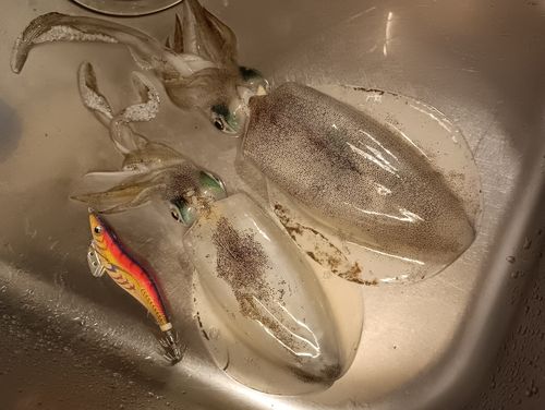 アオリイカの釣果