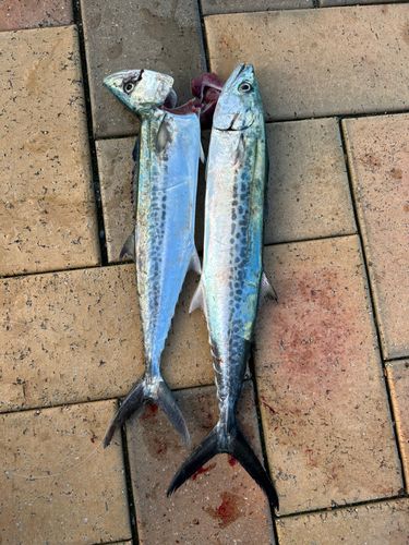 サゴシの釣果