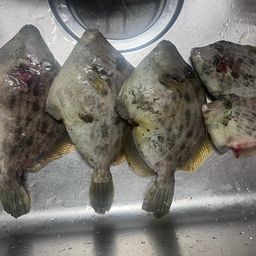 カワハギ