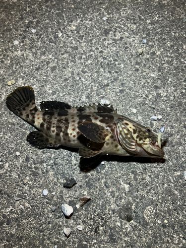 オオモンハタの釣果
