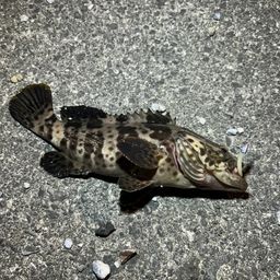 オオモンハタ