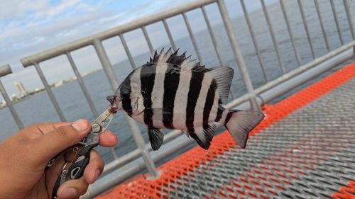 須磨海づり公園