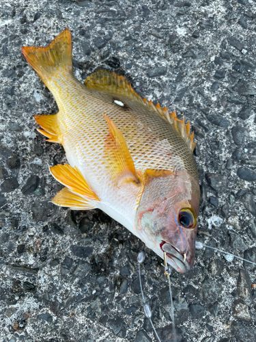 フエダイの釣果