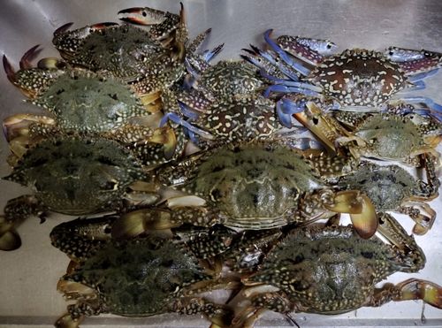 ワタリガニの釣果