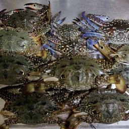 ワタリガニ