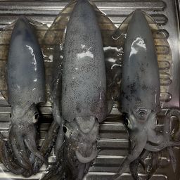 アオリイカ