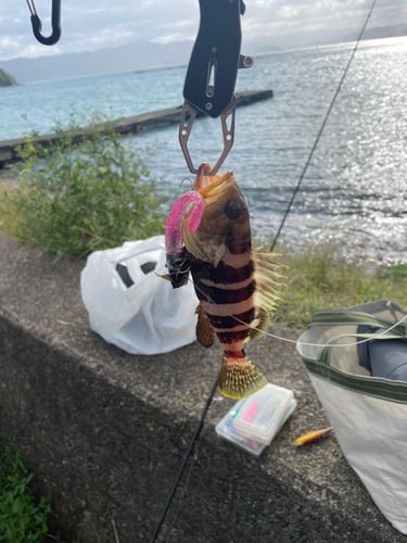アオハタの釣果