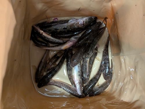 ハゼの釣果