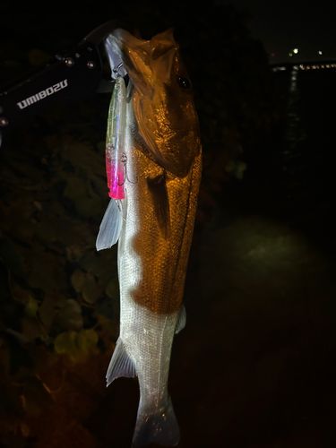 スズキの釣果