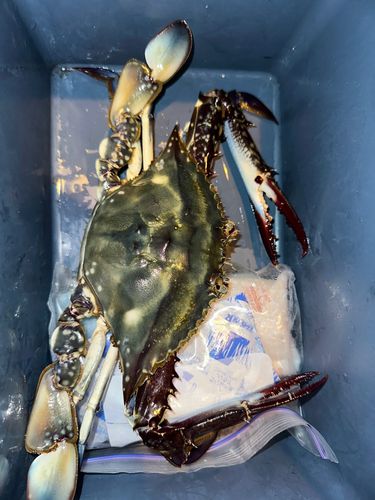 タイワンガザミの釣果