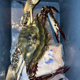 タイワンガザミ