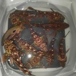 カサゴ
