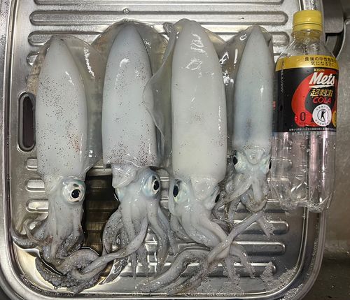 播磨灘