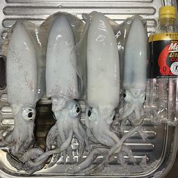 アオリイカ