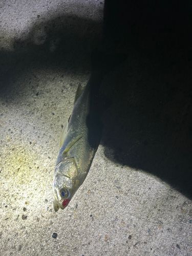 スズキの釣果