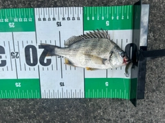 キビレの釣果