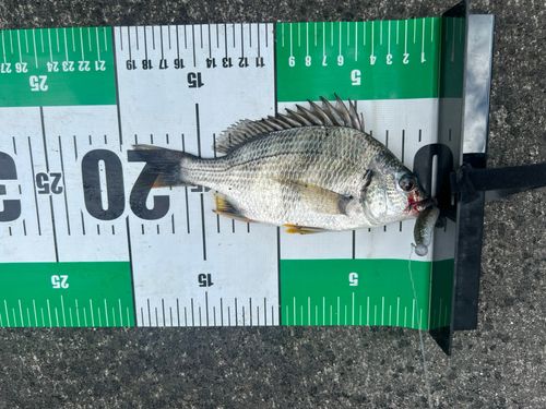 キビレの釣果