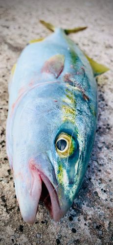 ツバスの釣果
