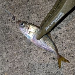 アジ