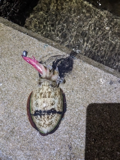 コウイカの釣果