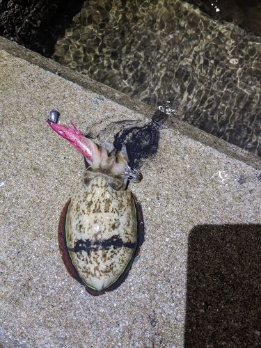 有明海