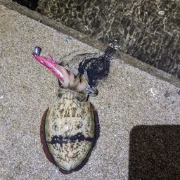 コウイカ
