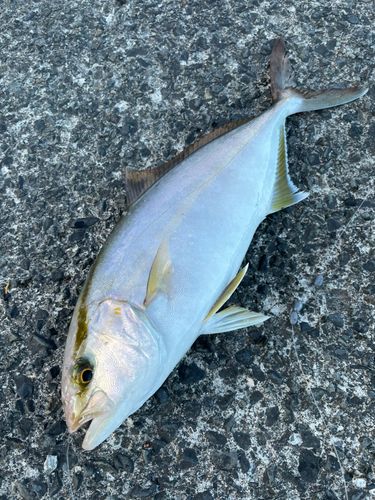 ショゴの釣果