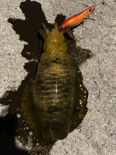 アオリイカの釣果