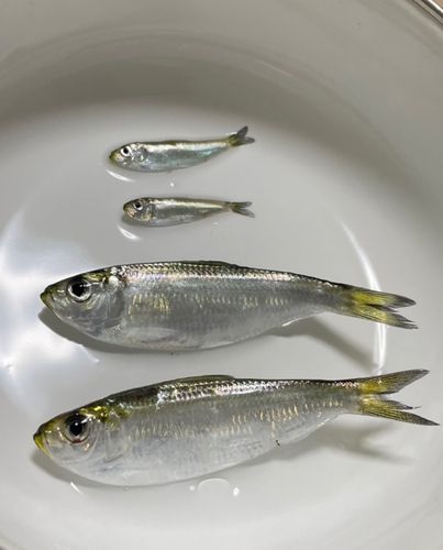 船橋港親水公園