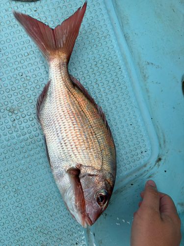 マダイの釣果