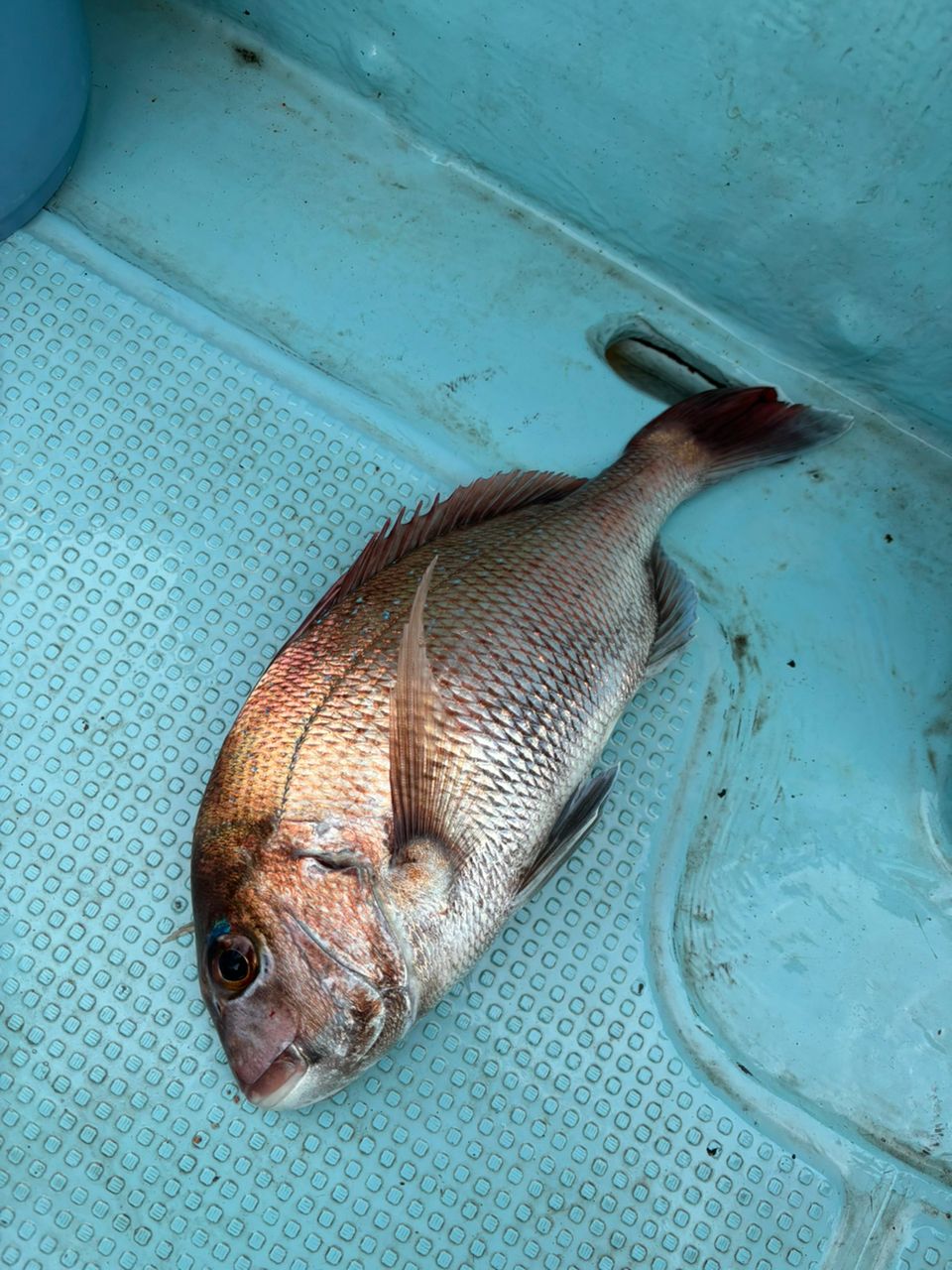 な　がさんの釣果 2枚目の画像