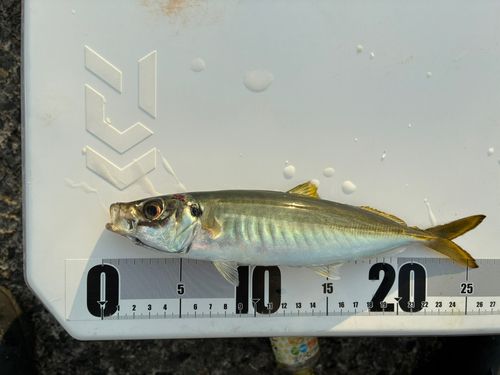 マルアジの釣果