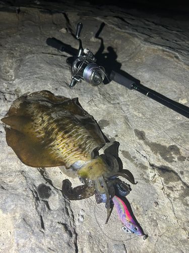 アオリイカの釣果