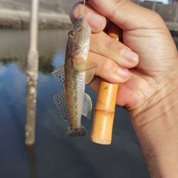 マハゼ