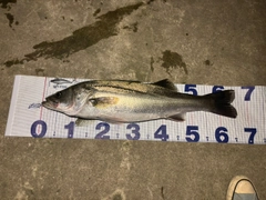 シーバスの釣果