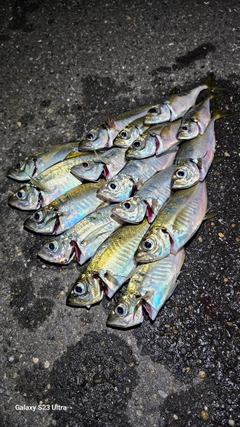 アジの釣果
