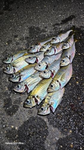 アジの釣果