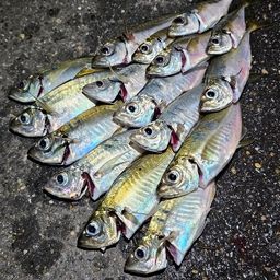 アジ
