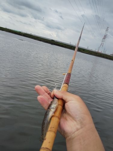 マハゼの釣果