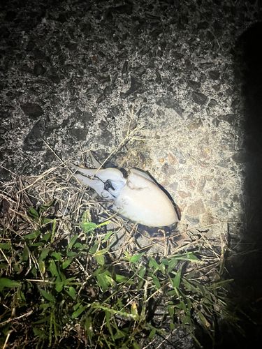 コウイカの釣果