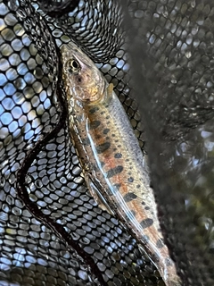 ヤマメの釣果
