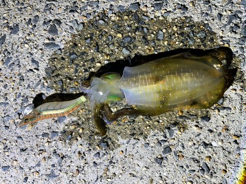 アオリイカの釣果