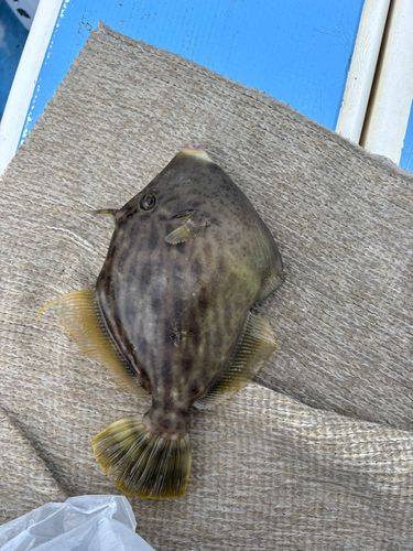 カワハギの釣果
