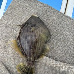 カワハギ