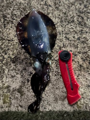 若狭湾