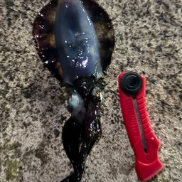 アオリイカ