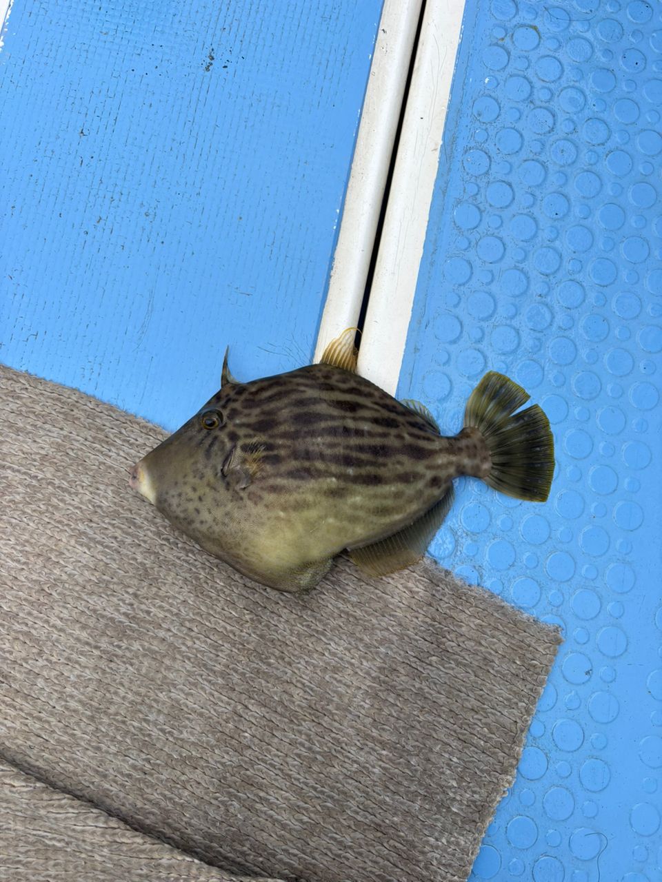 カワハギ